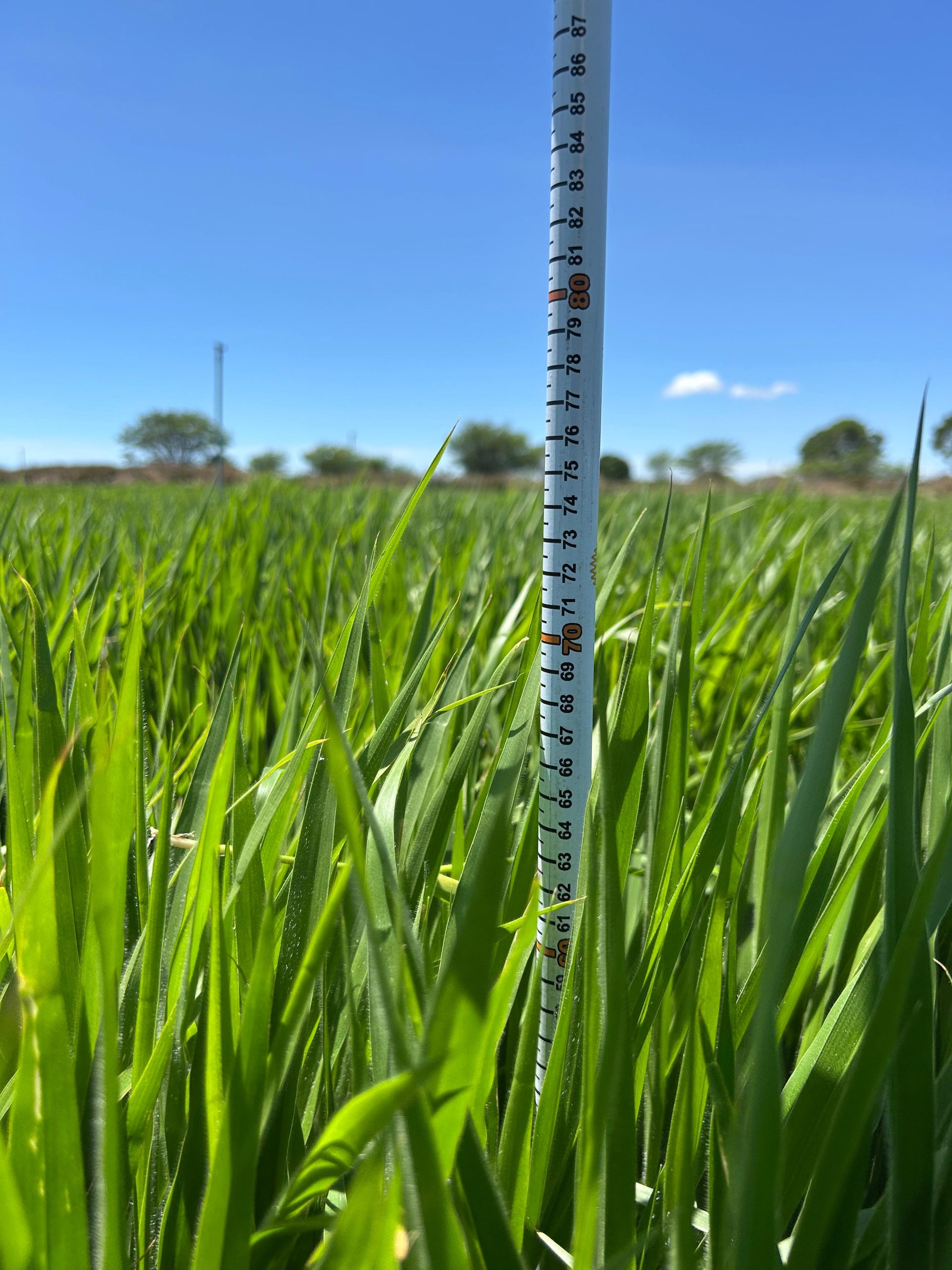 A imagem mostra um pasto denso e vigoroso da Brachiaria Híbrida Cobra, uma forrageira amplamente utilizada para corte devido ao seu elevado potencial produtivo.