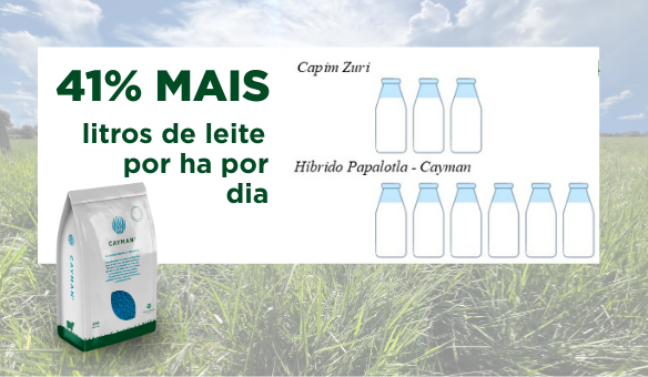 Comparativo visual de produção de leite entre Capim Zuri e híbrido Papalotla - Cayman, destacando que o Cayman gera 41% mais litros de leite por hectare por dia. Imagem com fundo de pastagem e embalagem de sementes Cayman.