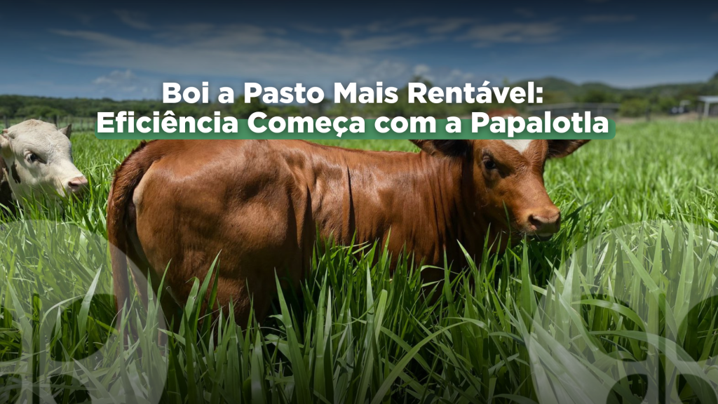 Boi a Pasto Mais Rentável: Eficiência Começa com Sementes de Qualidade
