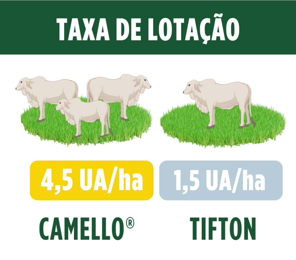 Taxa de Lotação