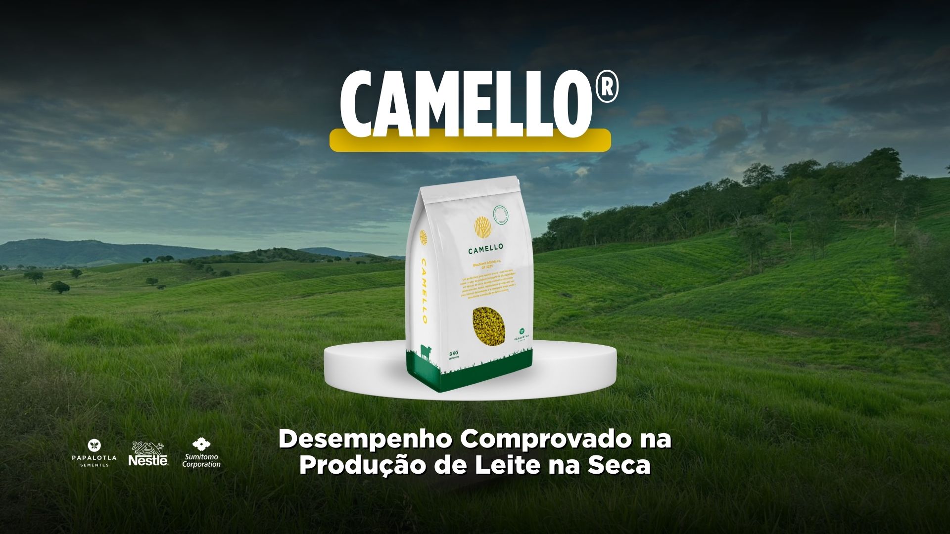 Como manter a produção de leite na seca? Conheça o desempenho do híbrido Camello