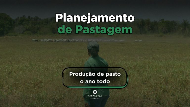 Planejamento de Pastagem: Produção de Pasto o ano todo