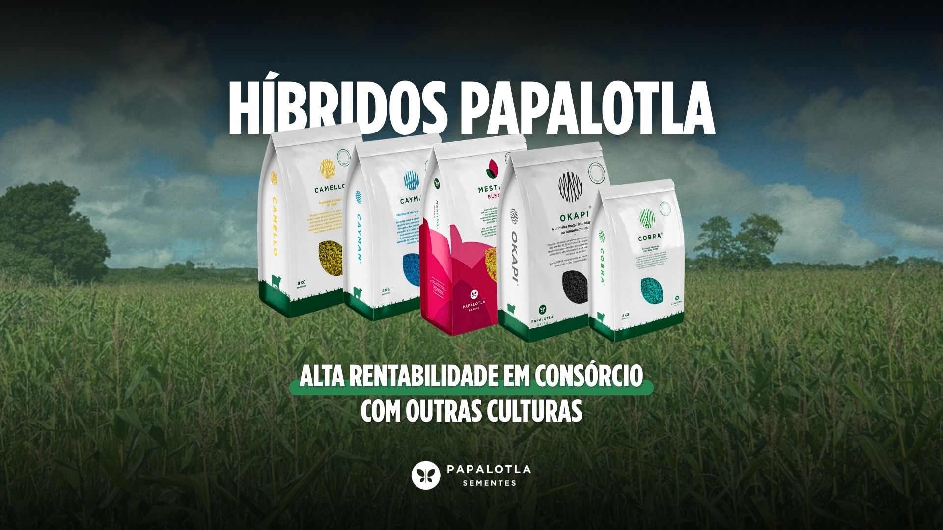 Híbridos Papalotla Alta Rentabilidade em consórcio com outras culturas