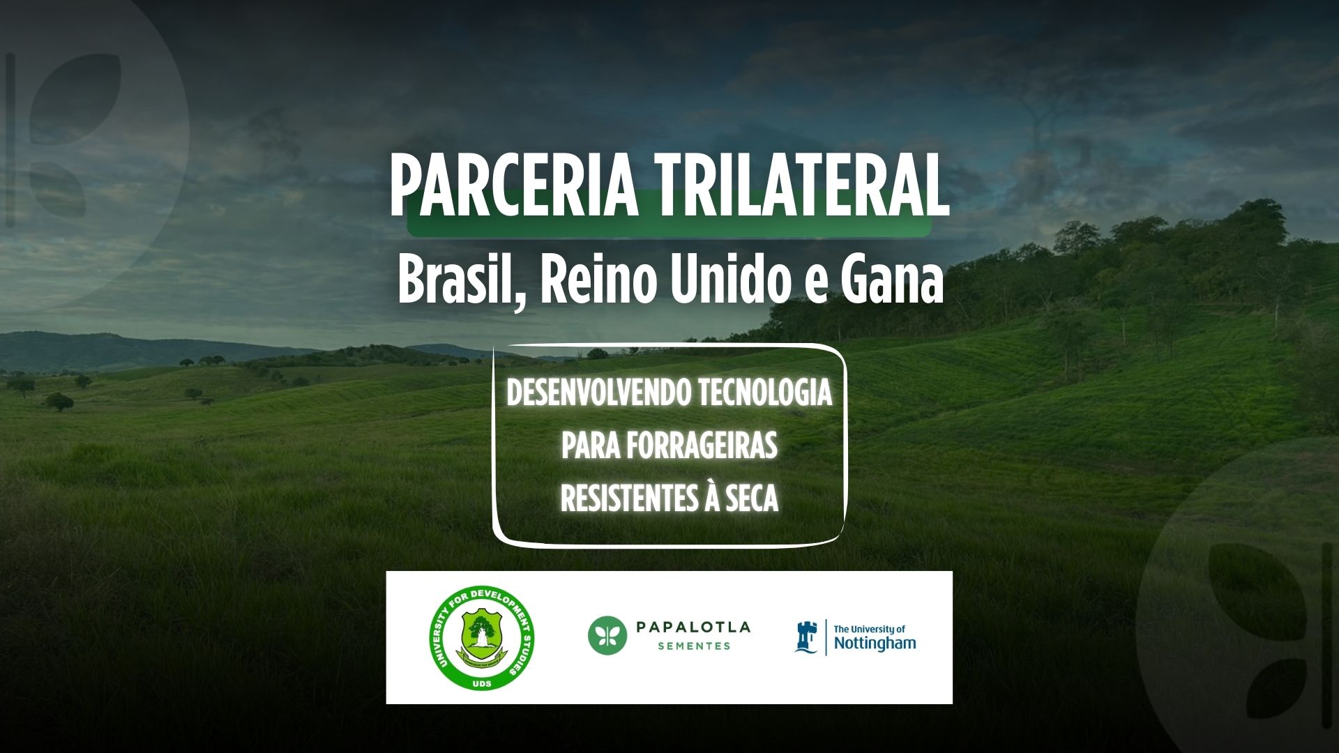 Parceria Trilateral Brasil, Reino Unido e Gana, desenvolvendo Tecnologia Para Forrageiras Resistentes À Seca