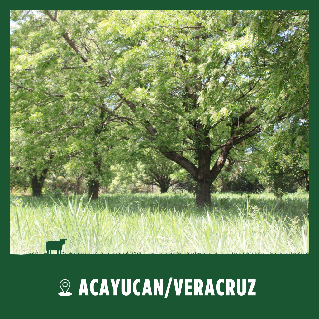Acayucan Okapi