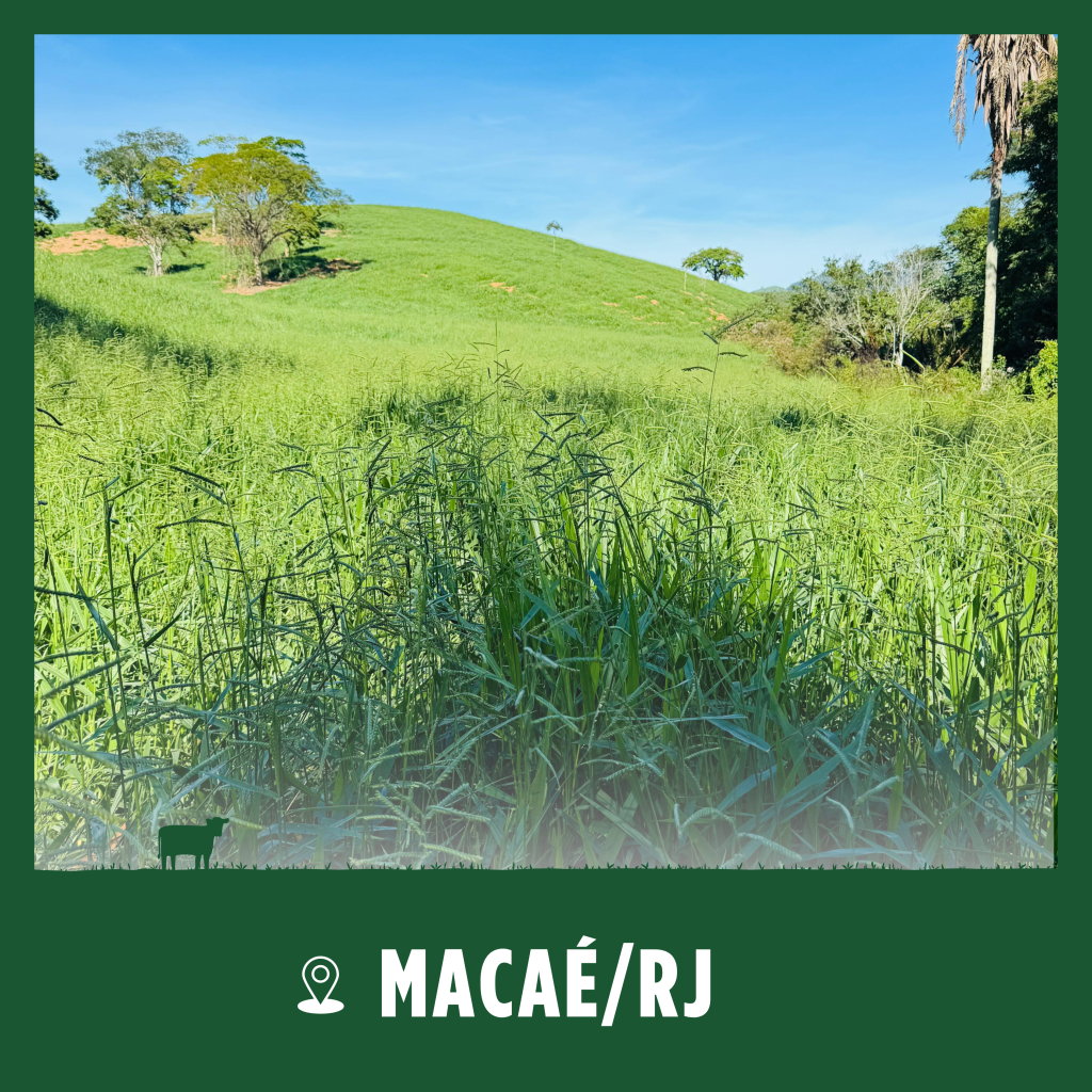 Okapi Macaé