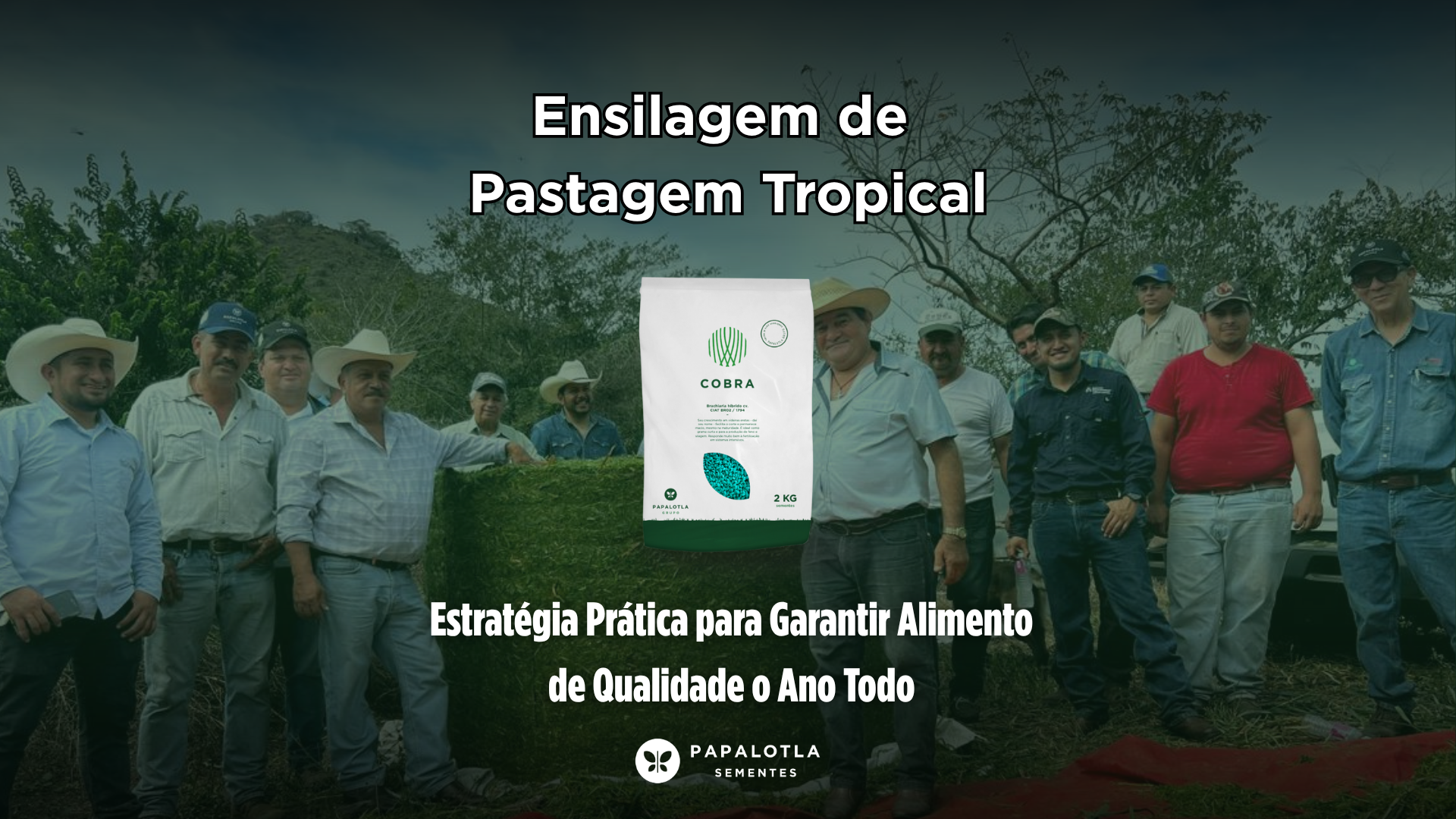 Ensilagem de Pastagem Tropical: Estratégia Prática para Garantir Alimento de Qualidade o Ano Todo