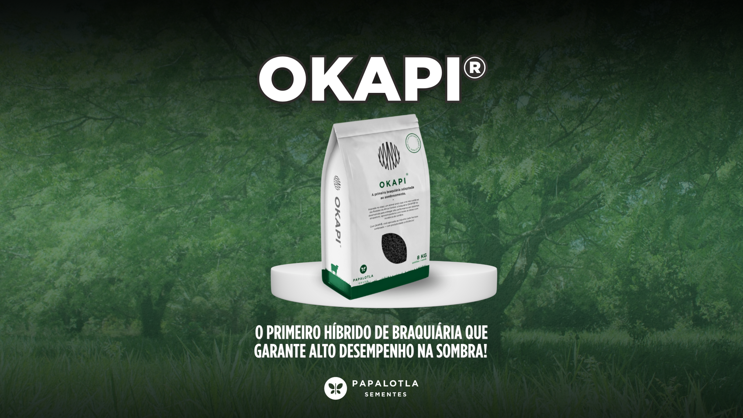 Okapi®: O Primeiro Híbrido de Braquiária que garante alto desempenho na sombra!