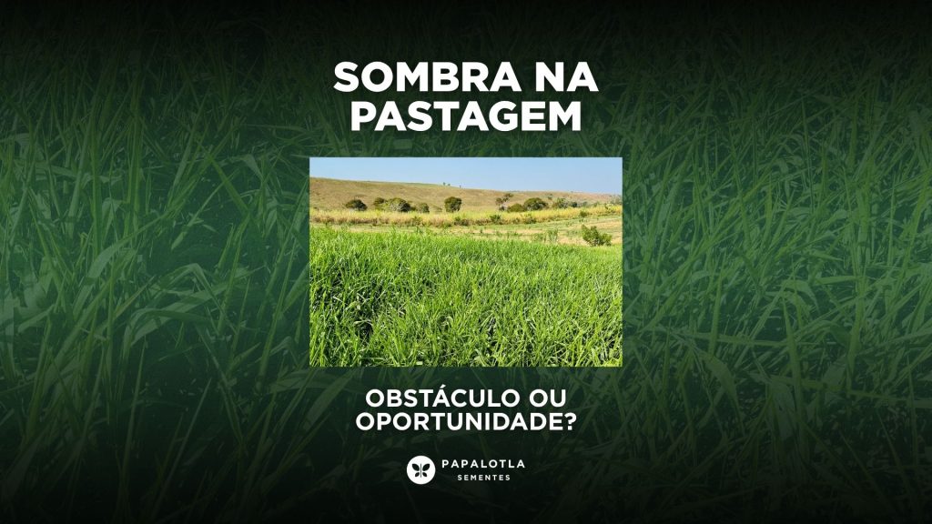Sombra na Pastagem: Obstáculo ou Oportunidade?