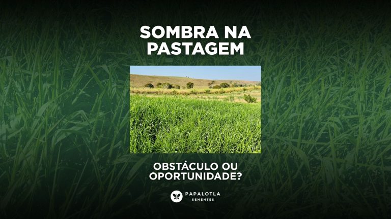 Sombra na Pastagem: Obstáculo ou Oportunidade?