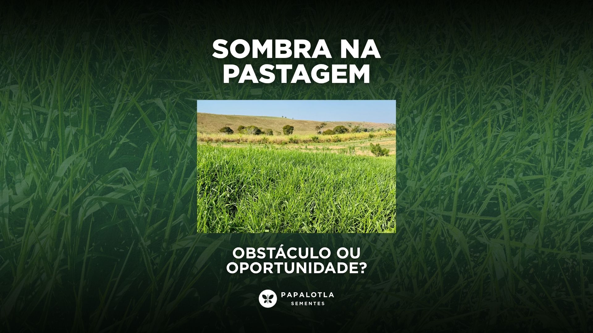Sombra na Pastagem: Obstáculo ou Oportunidade?