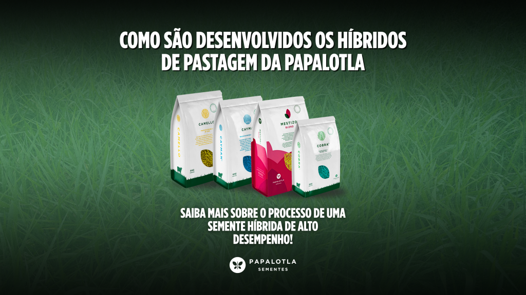 Como os Híbridos de Pastagem São Desenvolvidos: Da Pesquisa ao Campo