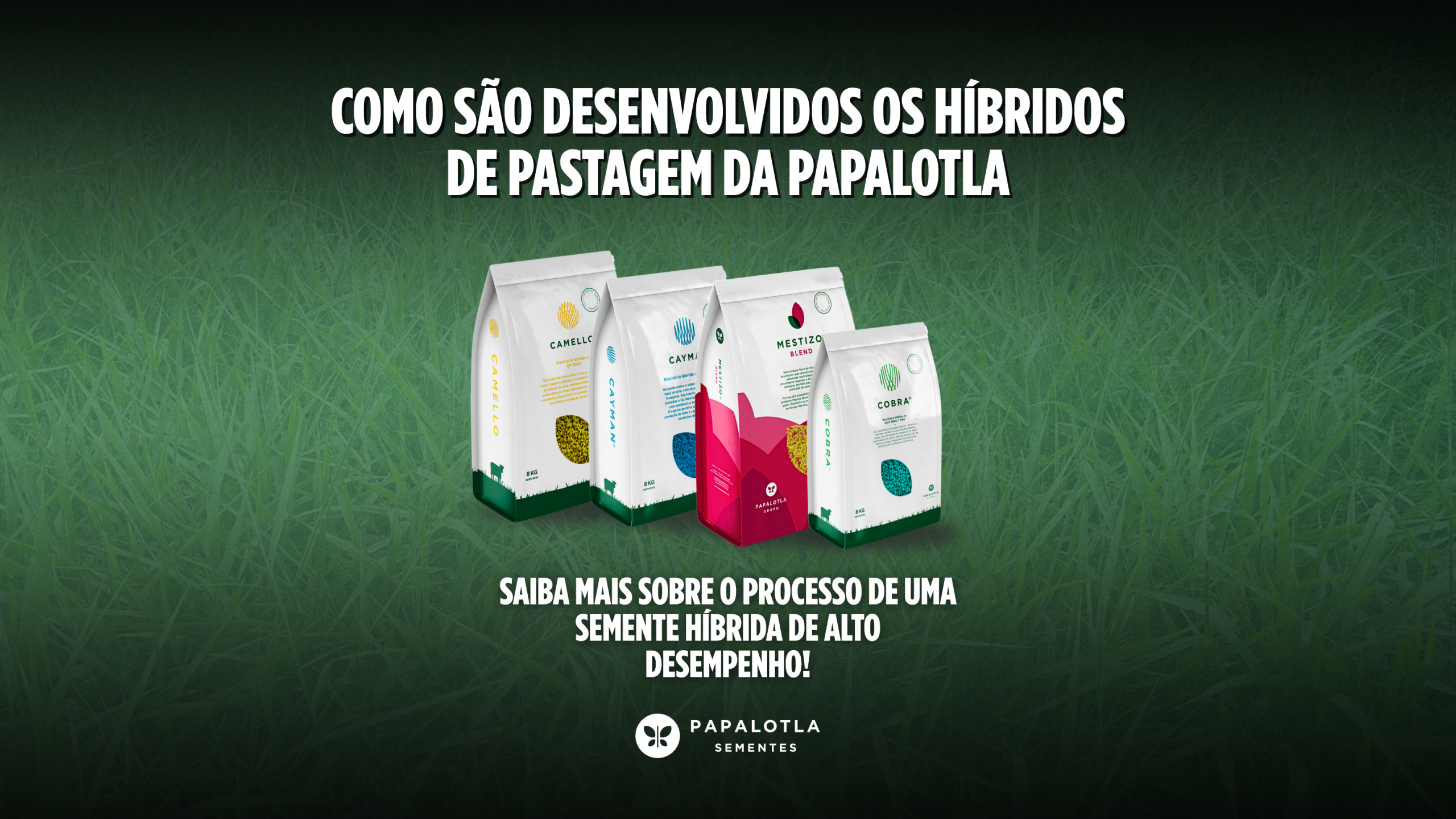 Como os Híbridos de Pastagem São Desenvolvidos: Da Pesquisa ao Campo