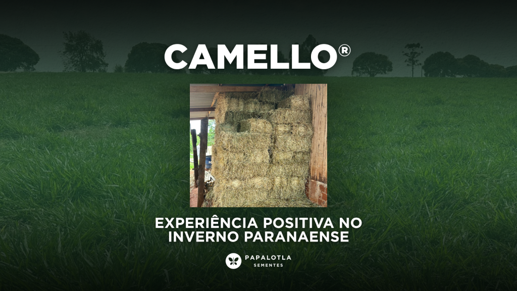 Camello® em campo: experiência positiva no inverno paranaense