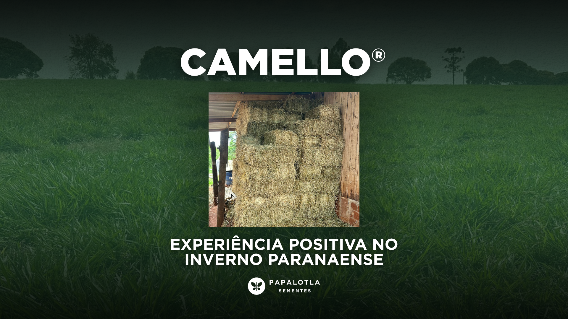 Camello® em campo: experiência positiva no inverno paranaense