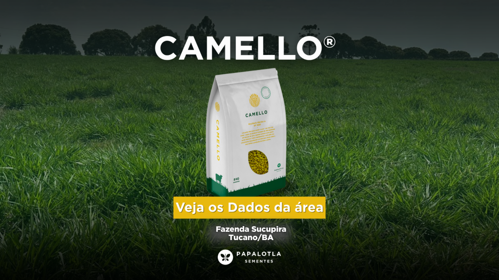 Camello braquiária produtividade