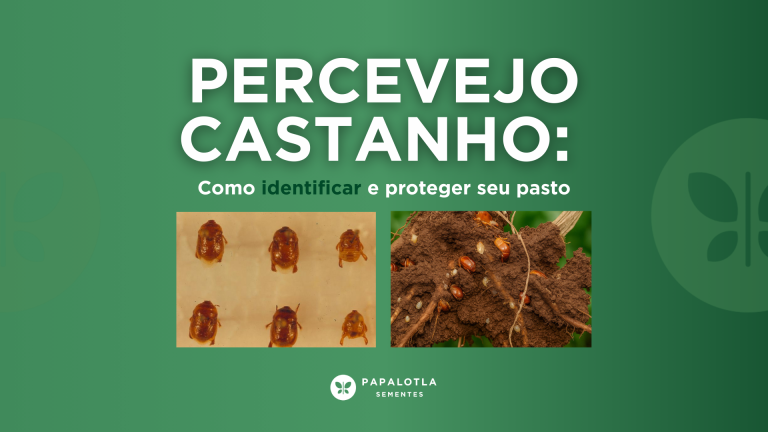 Percevejo Castanho em pastagens: como identificar e proteger seu pasto