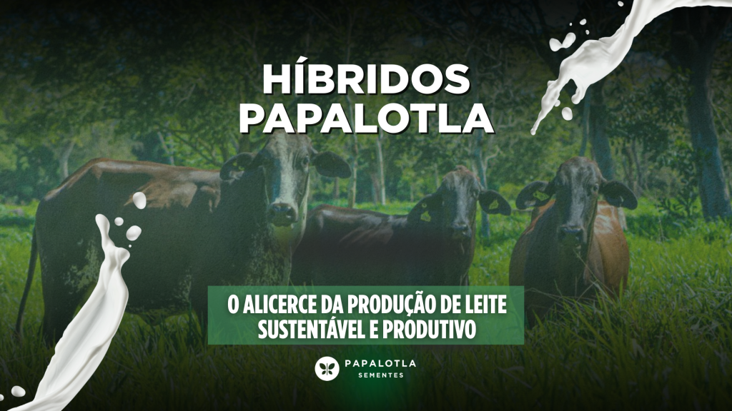 Pastagem de qualidade: o alicerce da produção de leite sustentável