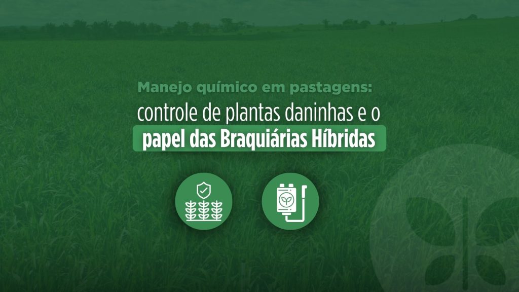 Manejo químico em pastagens: controle de plantas daninhas e o papel das Braquiárias Híbridas