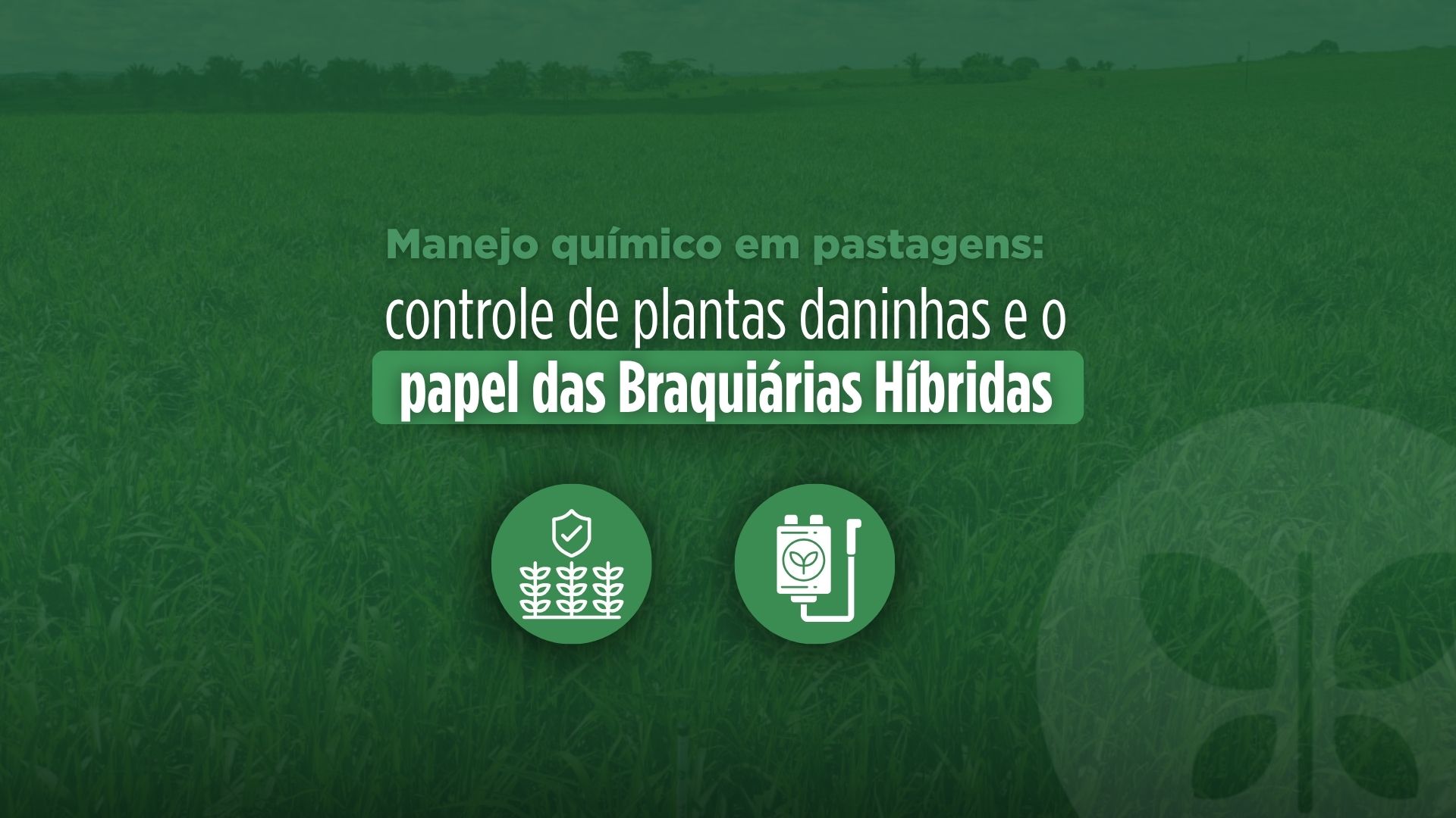 Manejo químico em pastagens: controle de plantas daninhas e o papel das Braquiárias Híbridas