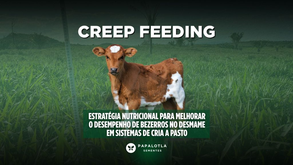 creep feeding pasto
