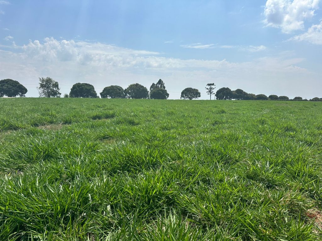 Pasto Camello Araruna/PR