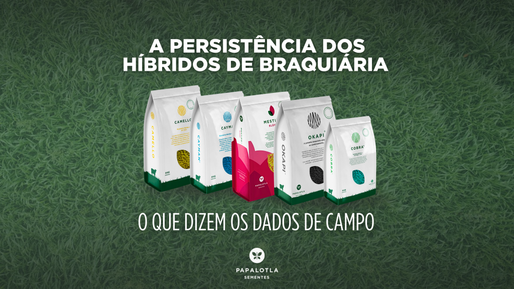 A persistência dos Híbridos de Braquiária no Brasil: o que dizem os dados de campo