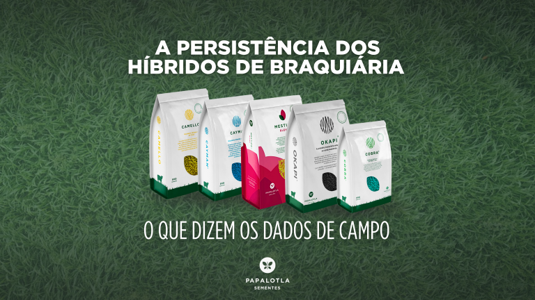 A persistência dos Híbridos de Braquiária no Brasil: o que dizem os dados de campo