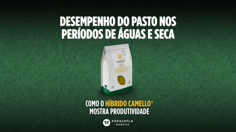Desempenho do pasto nos períodos de águas e seca: como o Híbrido Camello® mostra produtividade