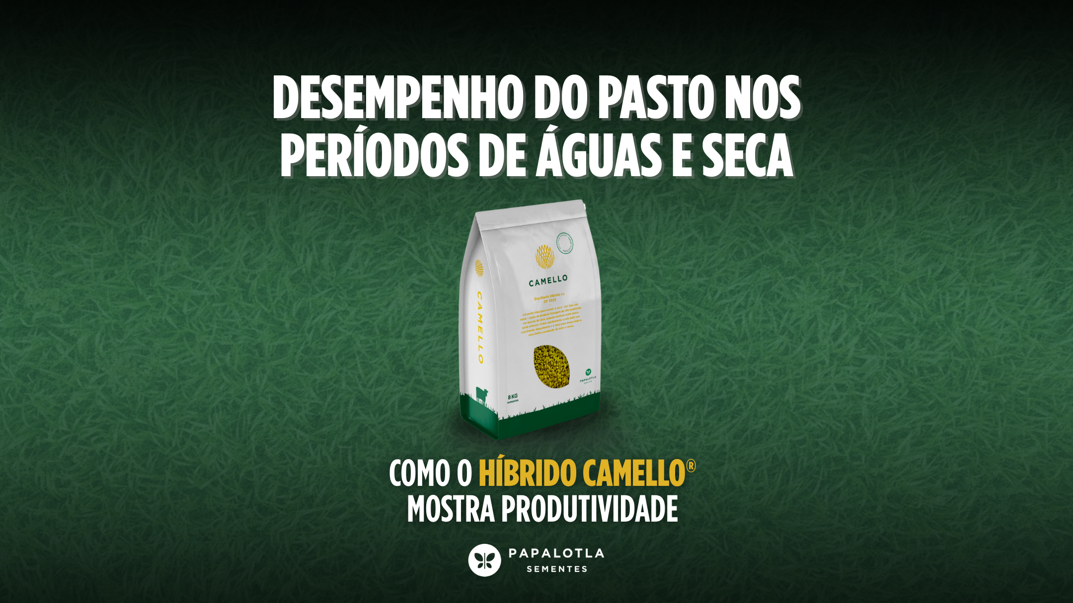 Desempenho do pasto nos períodos de águas e seca: como o Híbrido Camello® mostra produtividade