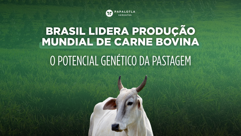 Brasil lidera produção mundial de carne bovina: o potencial genético da pastagem