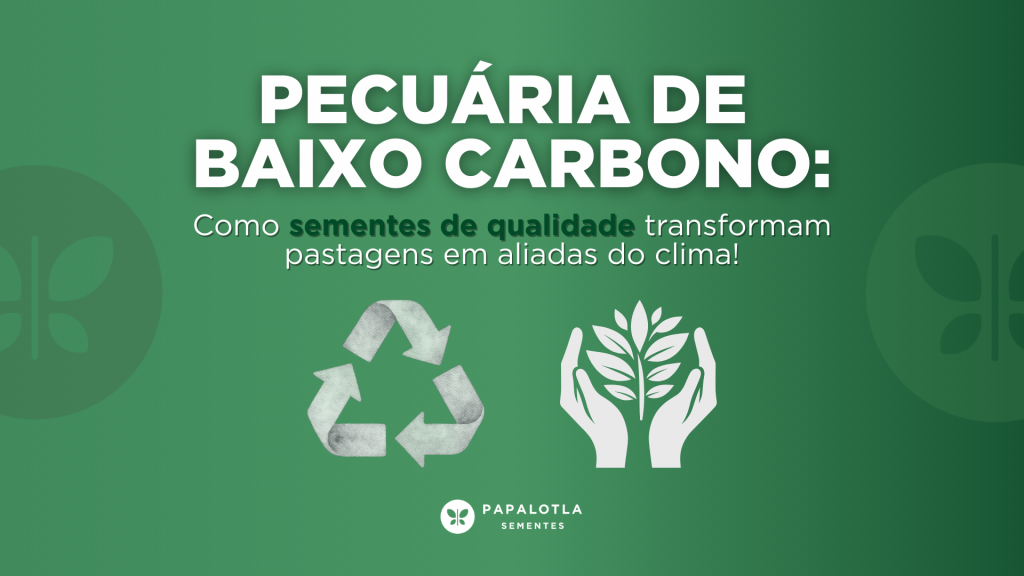 Pecuária de baixo carbono: como sementes de qualidade transformam pastagens em aliadas do clima A pecuária brasileira vive um momento de transformação profunda. O setor registrou crescimento expressivo, com projeções de Valor Bruto da Produção entre R$ 1,4 trilhões e R$ 1,53 trilhões em 2025, segundo dados da CNA. Mas os números econômicos contam apenas parte da história. O verdadeiro diferencial da pecuária nacional está na capacidade de unir produtividade no campo e responsabilidade ambiental. A agricultura de baixo carbono não é apenas uma exigência do mercado internacional. É uma estratégia inteligente que aumenta a rentabilidade e reduz emissões simultaneamente. O Plano ABC e a nova pecuária brasileira Estabelecido em 2011, o Plano de Agricultura de Baixo Carbono trouxe diretrizes claras para o produtor rural. Entre os sete programas estratégicos, a Recuperação de Pastagens Degradadas se destaca pelo potencial de mitigação. As tecnologias ABC mitigaram entre 100,21 e 154,39 milhões de toneladas de CO₂ equivalente entre 2010 e 2018. Esses números comprovam que a pecuária sustentável é viável e rentável. Sementes de pastagem: a base da sustentabilidade A escolha correta das sementes de pastagem determina o sucesso de qualquer sistema produtivo sustentável. Pastagens bem formadas não apenas alimentam o rebanho. Elas sequestram carbono, melhoram a estrutura do solo e aumentam a capacidade de suporte da propriedade; aumentando assim a produtividade! Saiba mais: Leite a pasto: mais produtividade e sustentabilidade para a pecuária leiteira Híbridos de braquiária adaptados ao solo e clima tropical garantem maior valor nutritivo e melhor desempenho animal. A recuperação de áreas degradadas com materiais genéticos adequados representa o maior potencial de mitigação dentro do Plano ABC. Além disso, o uso de forrageiras mais produtivas e adaptadas ao ambiente a que ela está exposta reduz significativamente a possibilidade de iniciar um processo degradativo, que impacta nas emissões de gases do efeito estufa. A Papalotla Sementes desenvolve materiais que atendem essa demanda crescente. Nossa parceria com o CIAT reforça o compromisso com inovação e adaptação às condições tropicais brasileiras, contribuindo diretamente para sistemas de baixo carbono. Absorção de carbono: o papel das pastagens de qualidade Pastagens bem manejadas funcionam como verdadeiras esponjas de carbono. As forrageiras absorvem o CO₂ da atmosfera através da fotossíntese, esse elemento acumula nos tecidos, quando esses tecidos senescem viram matéria orgânica e o carbono é fixado no solo, esse processo acontece principalmente através das raízes. As forrageiras possuem grande potencial de sequestro de carbono, pois possuem alta taxa de renovação de tecidos. A eficiência na pecuária passa pela escolha de materiais adaptados. Sementes com alto potencial produtivo reduzem custos e aumentam a sustentabilidade do sistema produtivo. O portfólio Papalotla oferece soluções desenvolvidas especificamente para maximizar essa captura de carbono. Nossos híbridos combinam produtividade, alta taxa de crescimento, sistema radicular vigoroso, valor nutritivo e capacidade de recuperação de solos degradados. O futuro passa pela genética das pastagens A competitividade da pecuária brasileira tem na Ciência e Tecnologia um dos pilares de sustentação. O modelo de agricultura tropical desenvolvido pelo Brasil não tem paralelo no mundo. A combinação entre pesquisa aplicada, qualidade de sementes de forragem e manejo correto transforma pastagens em ferramentas de sequestro de carbono. Conheça mais sobre nossas soluções e como atuamos no desenvolvimento de genética forrageira. A pecuária de baixo carbono está estruturada no Brasil. Cabe ao produtor rural incorporar essas práticas e colher os benefícios de uma atividade mais rentável, alinhada às demandas globais e ambientalmente responsável. Compre agora pelo Mercado Livre Pronto para transformar seu pasto? Faça sua compra online na loja oficial da Papalotla no Mercado Livre. Processo simples e seguro, com sementes oficiais e tecnologia Evolution®. Suporte técnico ao seu lado Nossa equipe acompanha do planejamento ao manejo no campo. Depois da compra, conte com orientação técnica para garantir alta produtividade e qualidade da forragem. Fique por dentro Inscreva-se no blog para receber novidades e conteúdos que aumentam o desempenho do seu pasto. Entre também na Comunidade Papalotla no WhatsApp e receba dicas exclusivas em primeira mão.
