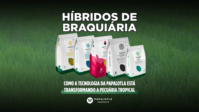 Híbridos de braquiária: como a tecnologia da Papalotla está transformando a pecuária tropical