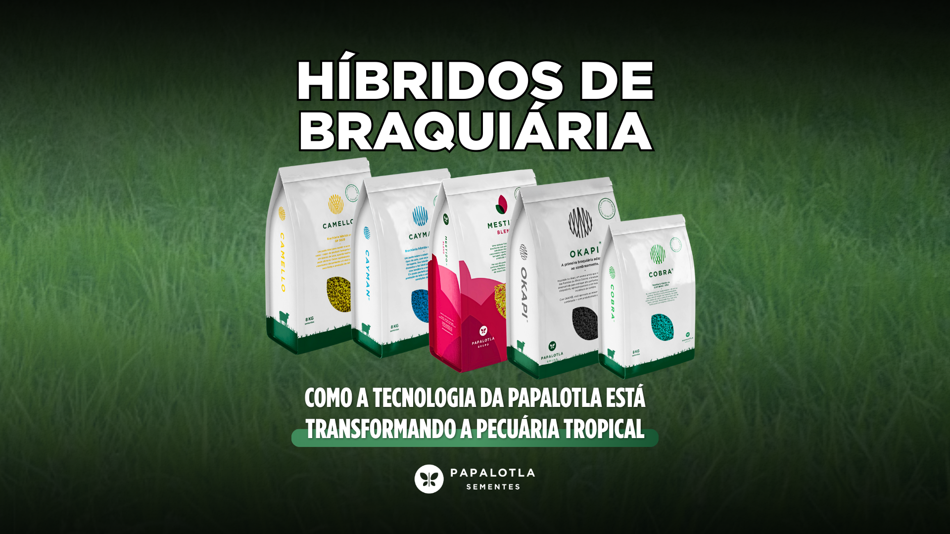 Híbridos de braquiária: como a tecnologia da Papalotla está transformando a pecuária tropical