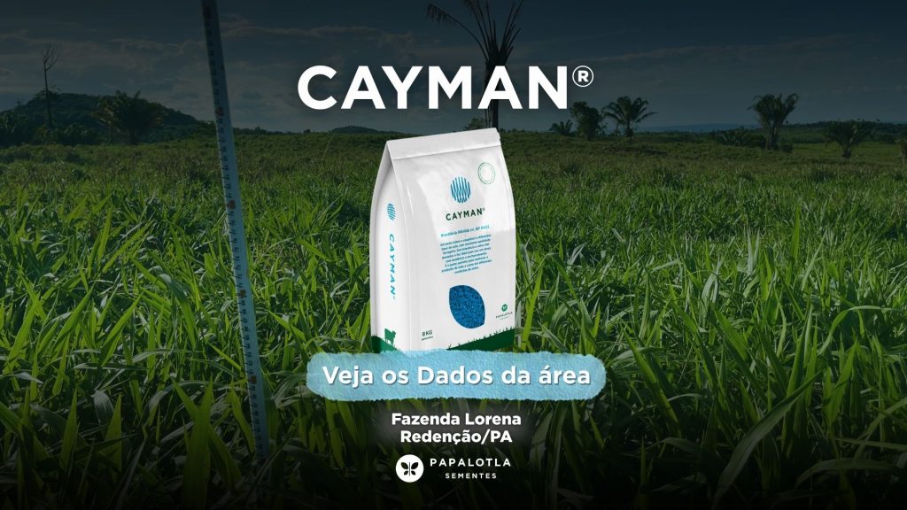 Mais produtividade por hectare: Cayman® gera eficiência na pecuária do Pará