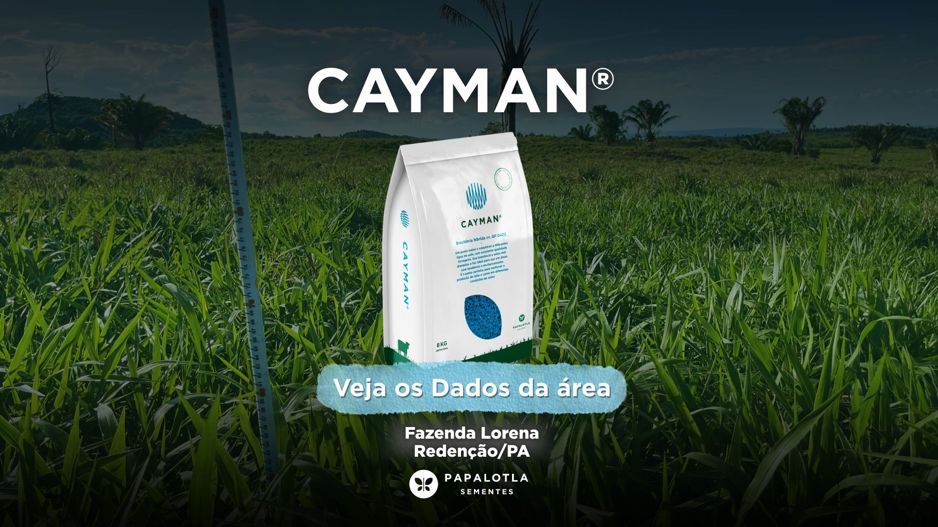 Mais produtividade por hectare: Cayman® gera eficiência na pecuária do Pará