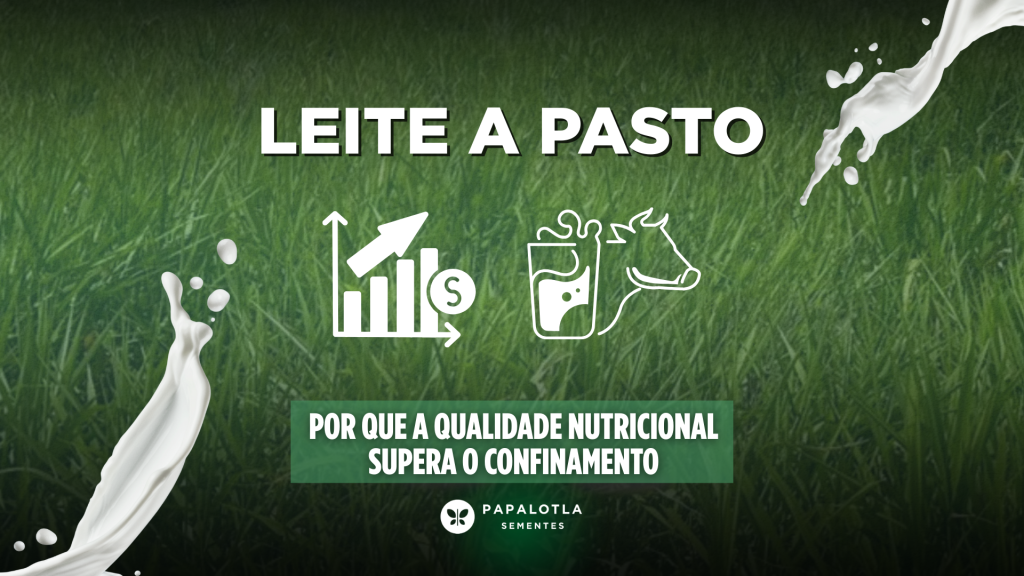 Leite a pasto: por que a qualidade nutricional supera o confinamento