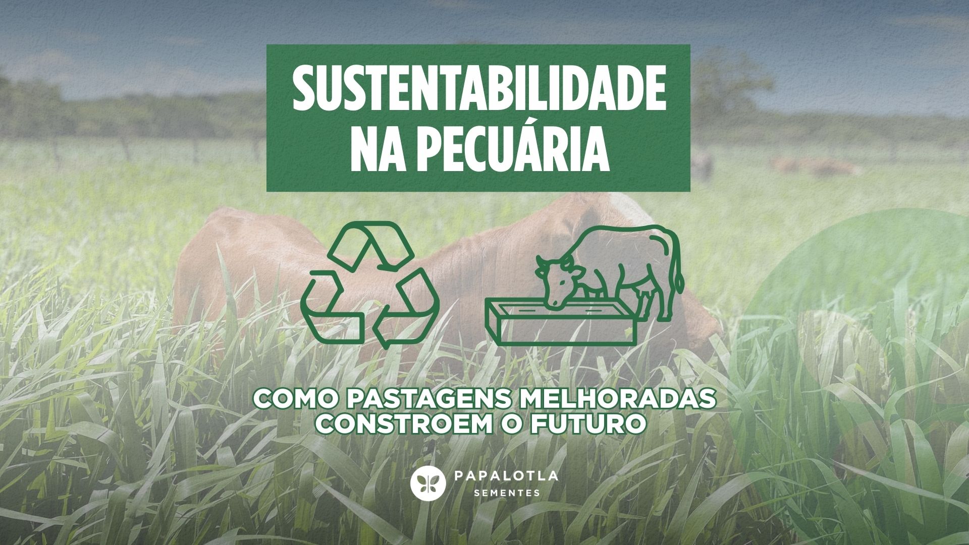 Sustentabilidade na pecuária: como pastagens melhoradas constroem o futuro