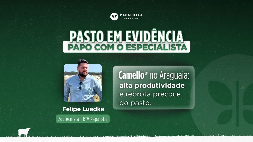 Camello® no Araguaia: alta produtividade e rebrota precoce do pasto