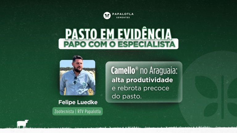 Camello® no Araguaia: alta produtividade e rebrota precoce do pasto