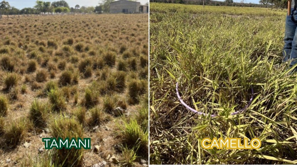 Produção de forragem: Camello® entrega 247% a mais que o capim tamani