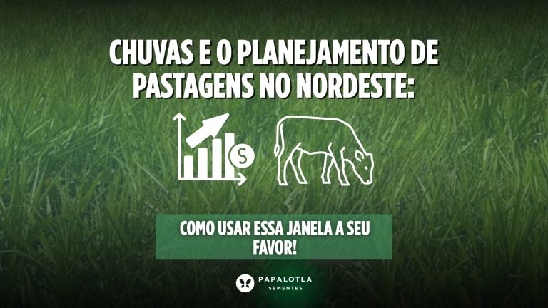 Chuvas e o planejamento das pastagens na pecuária do Nordeste: como usar essa janela a seu favor!