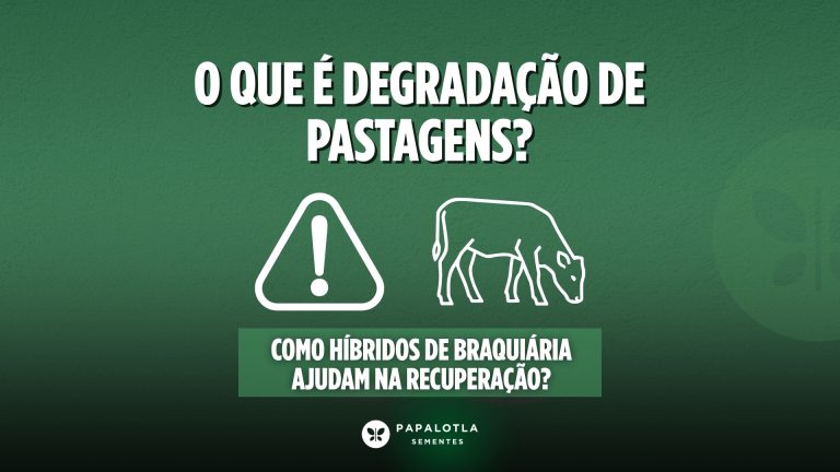 O que é degradação de pastagens e como híbridos de braquiária ajudam na recuperação!