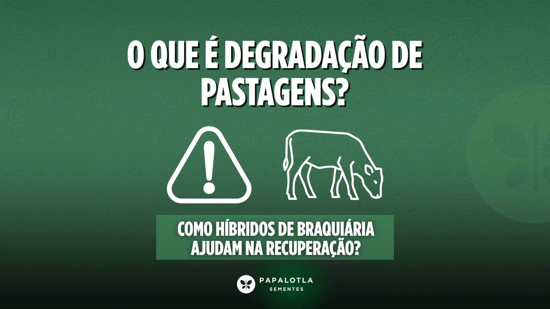 O que é degradação de pastagens e como híbridos de braquiária ajudam na recuperação!