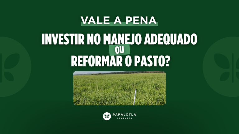 Vale a pena investir no manejo adequado ou reformar o pasto?