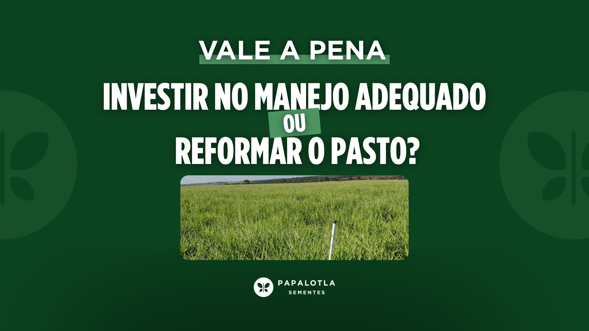 Vale a pena investir no manejo adequado ou reformar o pasto?