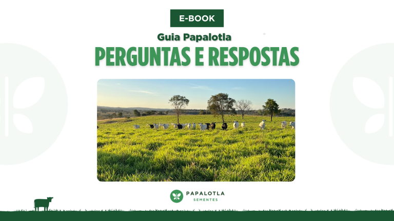 Capa do e-book Guia Papalotla Perguntas e Respostas